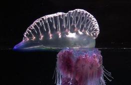 Гидроид медуза — среда обитания, размножение и жизнедеятельность
